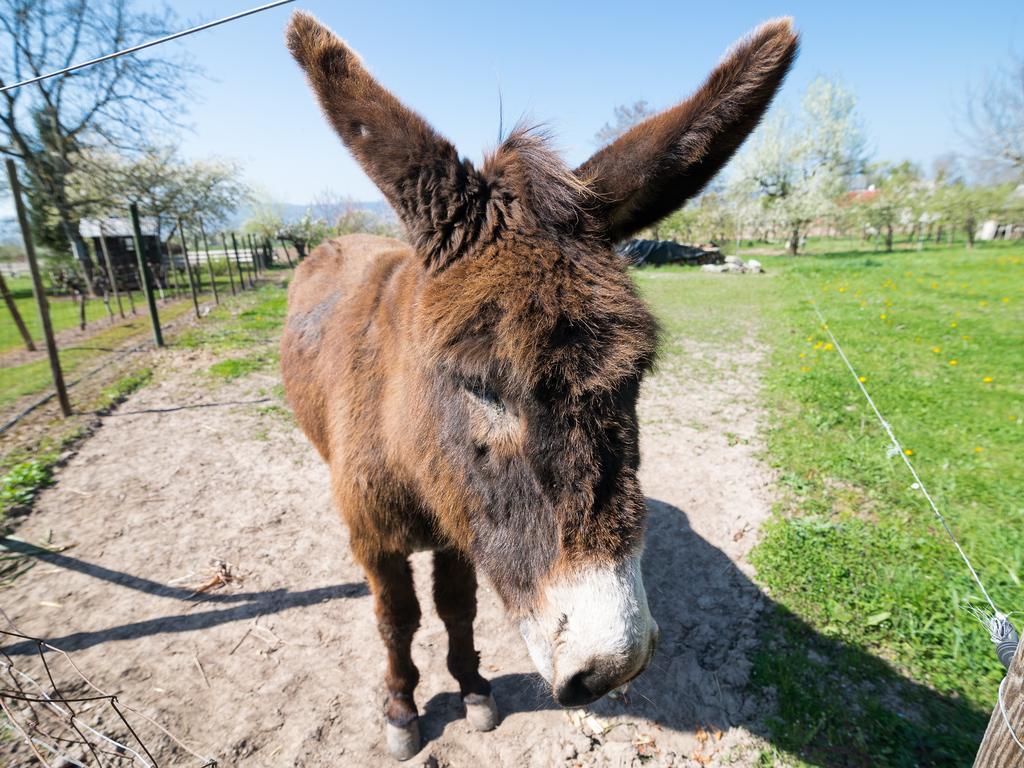 Au Pre Des Poulains Villa Ostheim Dış mekan fotoğraf